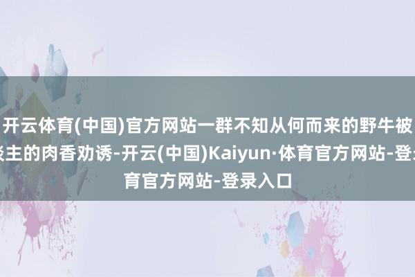开云体育(中国)官方网站一群不知从何而来的野牛被诱东谈主的肉香劝诱-开云(中国)Kaiyun·体育官方网站-登录入口